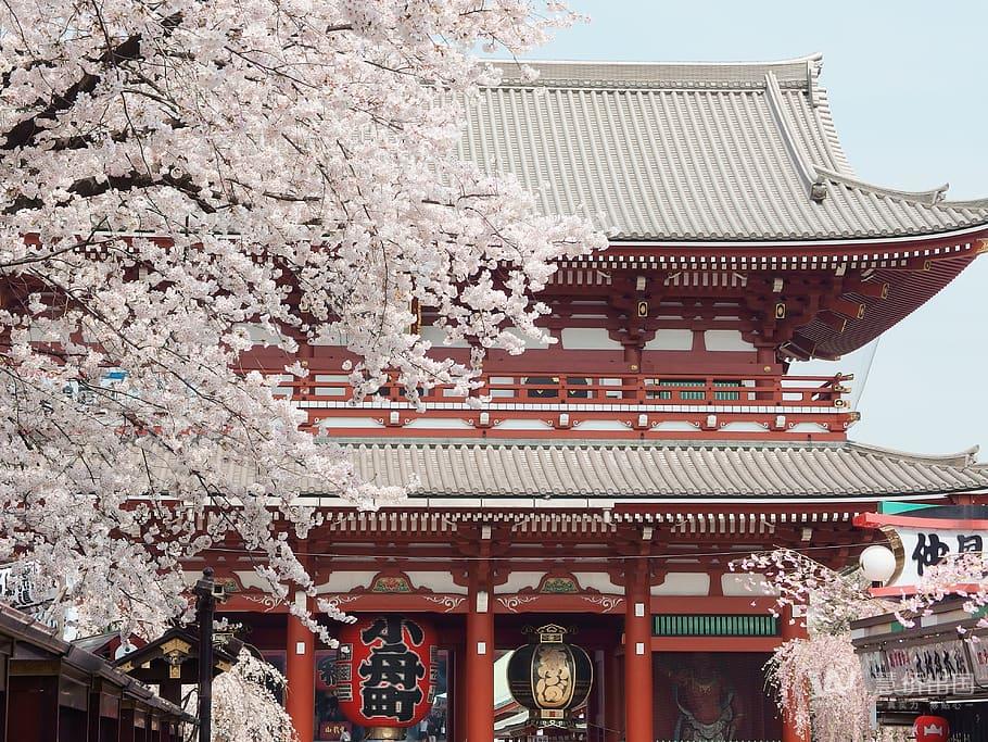 japan-taitō-ku-sensō-ji-blossoms.jpg